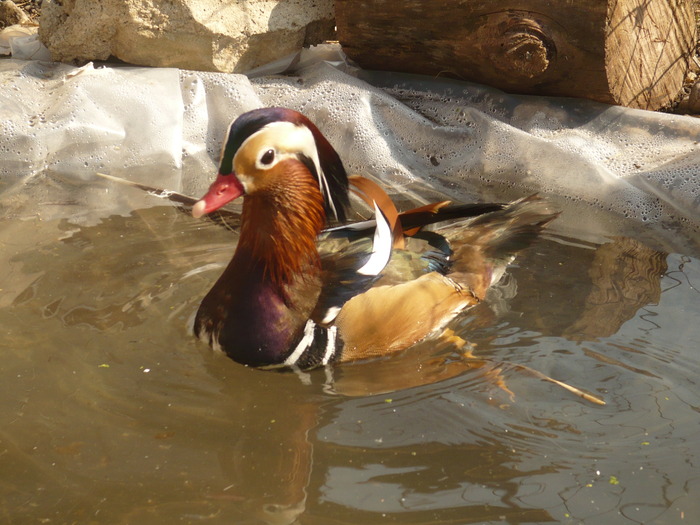 P1040160 - ratoi mandarin