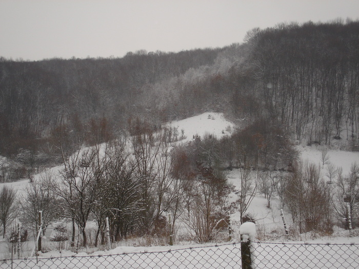 DSC09017 - CASA SI GRADINA CU FLORI