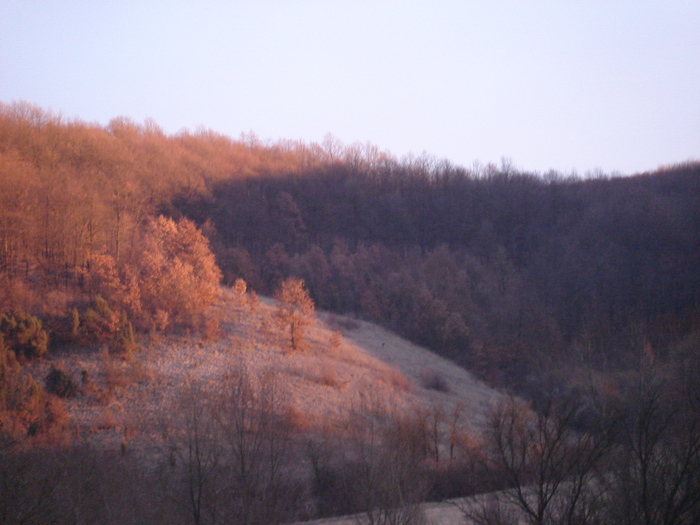 DSC09031 - CASA SI GRADINA CU FLORI