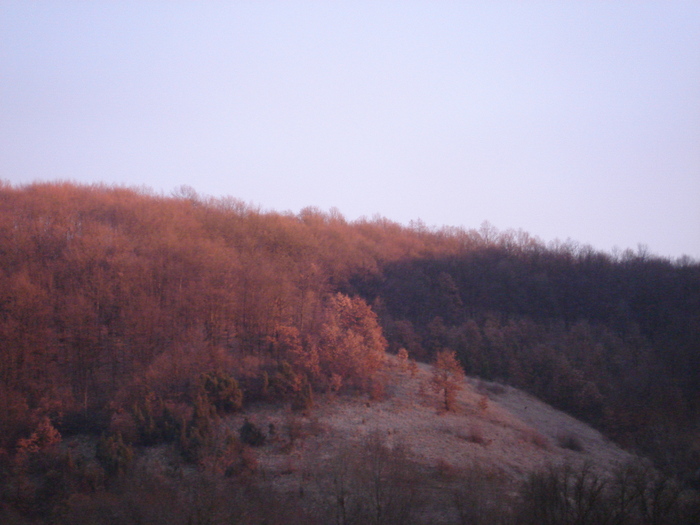 DSC09032 - CASA SI GRADINA CU FLORI