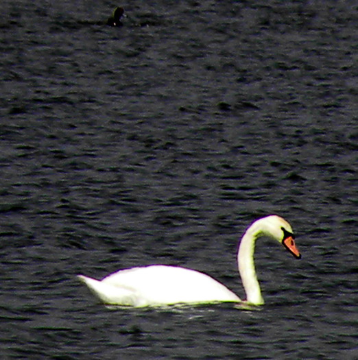 Lebada pe lacul Erie