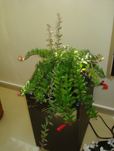 AESCHINANTHUS