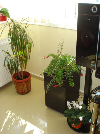 AESCHINANTHUS