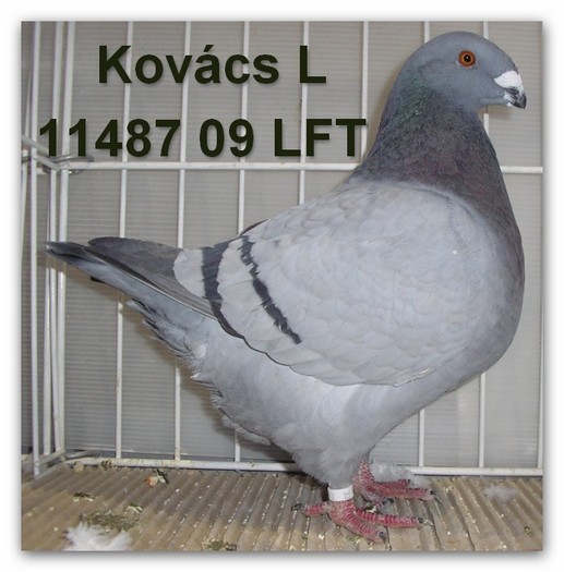 Kovacs L - American Giant Homer