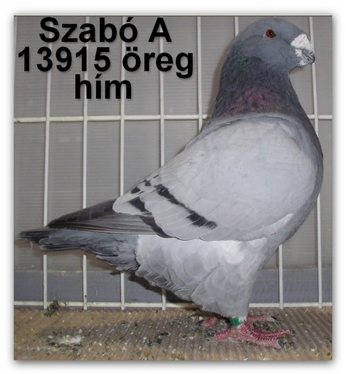 Szabo A