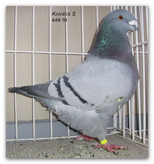 Kovaks S