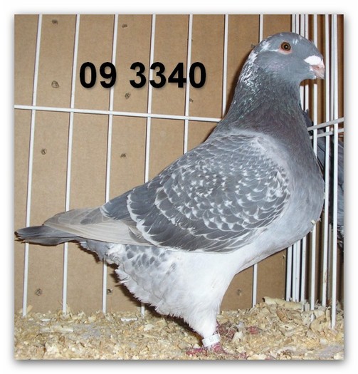 3340 09