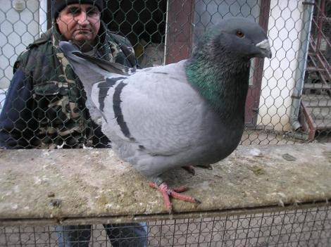 pc060130 - American Giant Homer