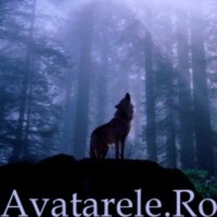 863 - poze tari si avatare