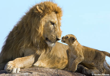 lionking1807_468x325 - poze tari si avatare