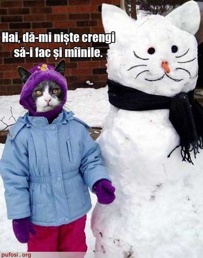poza_amuzanta_poze_amuzante_pisica_face_oameni_de_zapada_si_se_simte_bine_1 - poze tari si avatare