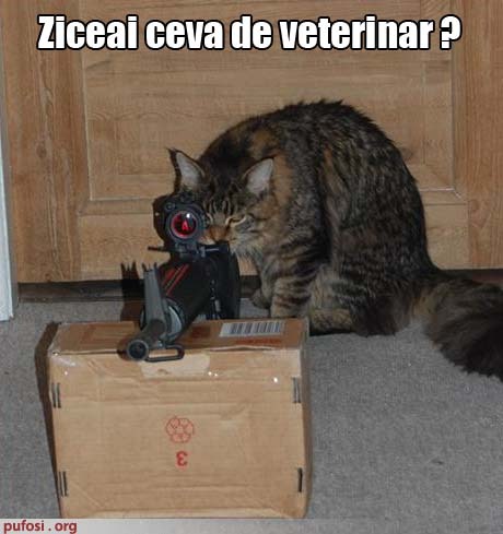poza-amuzanta-poze-amuzante-motanul-isi-ameninta-stapanul-cu-o-pusca - poze tari si avatare