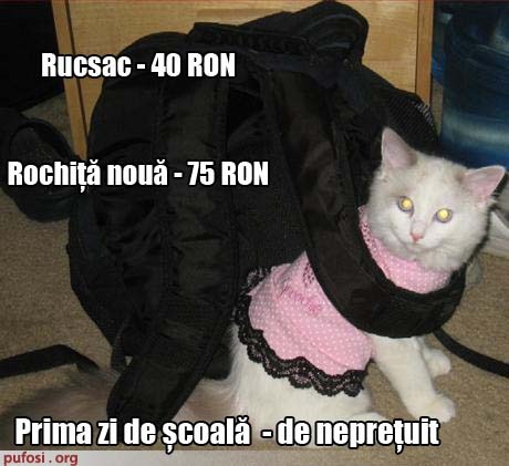 poze-amuzante-pisica-imbracata-pentru-scoala - poze tari si avatare