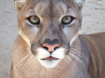 American Lion  - Puma