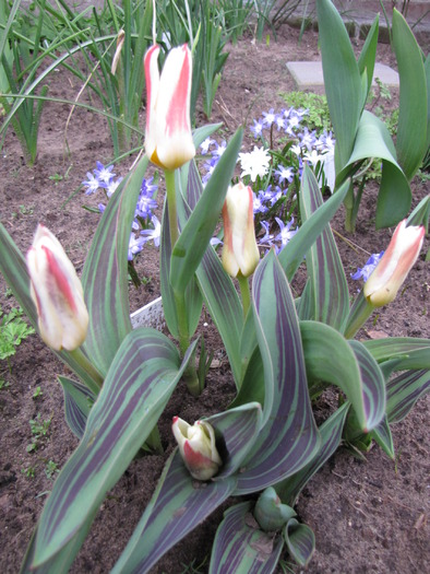 Lalele Johann Straus 25 mart 2010