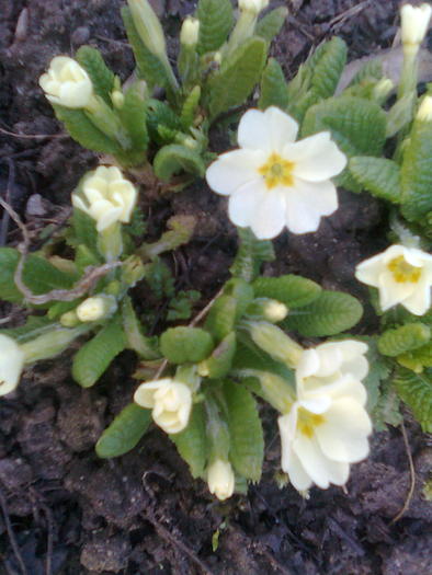 Primula alba - flori de primavara