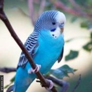 papagal albastru  costa 5 poze cu  animale; de vanzare
