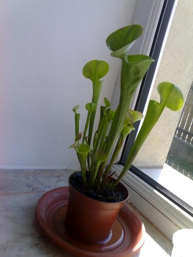 Sarracenia flavia; planta carnivora
