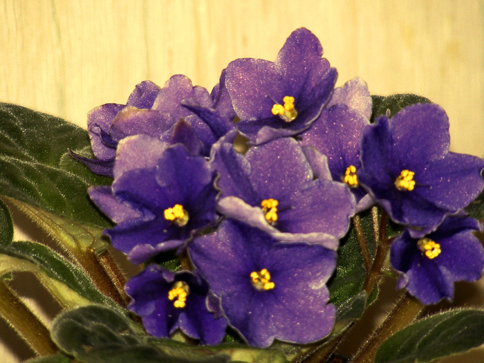 martie 2010 - violete vulgare