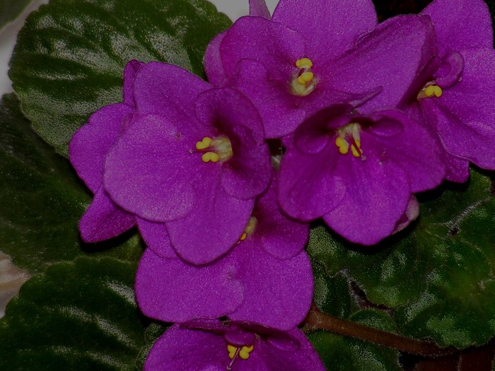 martie 2010 - violete vulgare