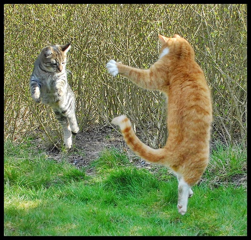 poze-amuzante-pisici-animale-gravitatie - Hy WoRld