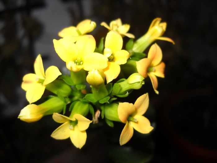 Kalanchoe - Flori frumoase - flori 2010