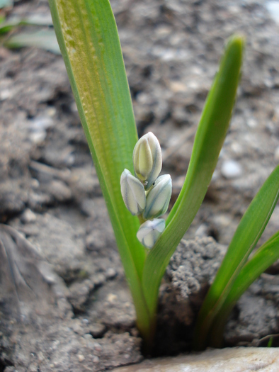 Puschkinia scilloides (2010, March 26) - PUSCHKINIA Scilloides