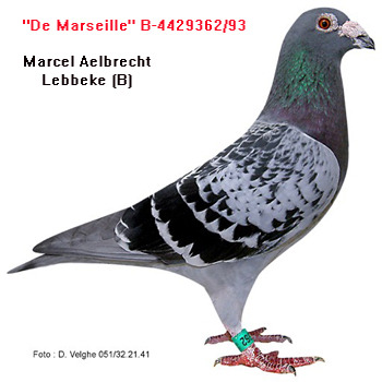 1239050950_2 - PORUMBEI SI CITEVA DESPRE MARCEL ALBRECHT