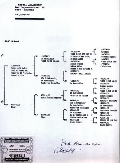 1219743632_2 - PORUMBEI SI CITEVA DESPRE MARCEL ALBRECHT