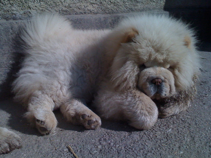 bosulica - de vanzare chow-chow