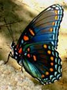 fluture dragut - fluturi frumosi