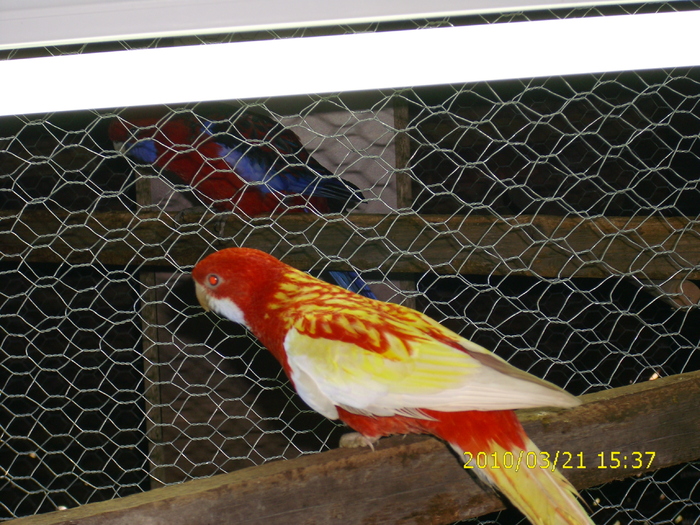 MASCUL-RUBINO - Rosella-Lutino si rubino