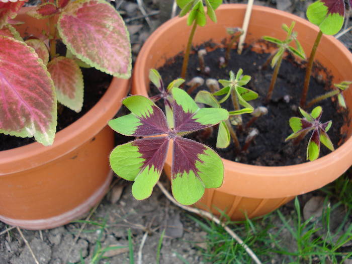 Oxalis Iron Cross (2009, April 09) - Oxalis Iron Cross