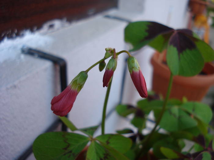 Oxalis Iron Cross (2009, May 01); 2009.
