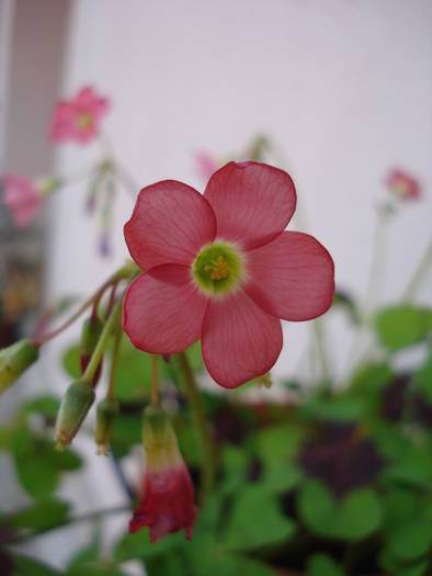 Oxalis Iron Cross (2009, May 06); 2009.
