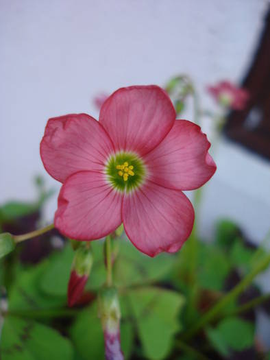 Oxalis Iron Cross (2009, May 06); 2009.
