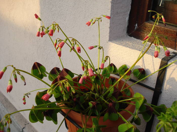 Oxalis Iron Cross (2009, May 12); 2009.
