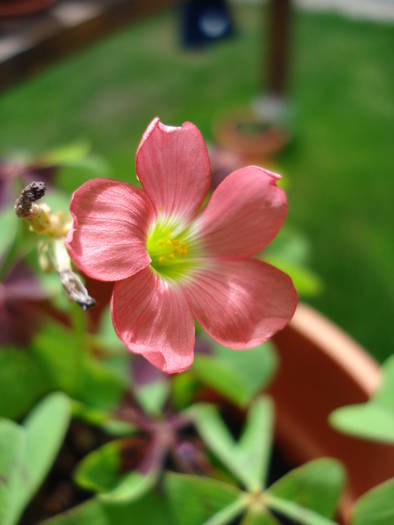 Oxalis Iron Cross (2009, June 01) - Oxalis Iron Cross