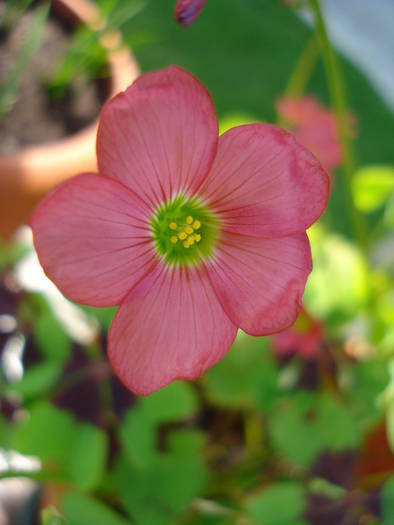 Oxalis Iron Cross (2009, June 04); 2009.
