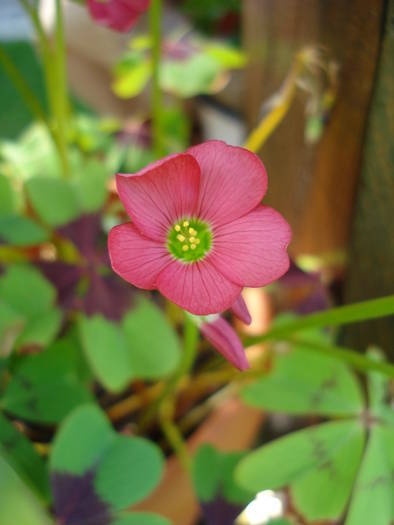 Oxalis Iron Cross (2009, June 04) - Oxalis Iron Cross