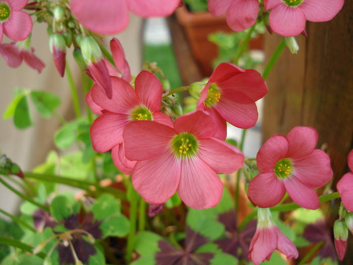 Oxalis Iron Cross (2009, June 06); 2009.
