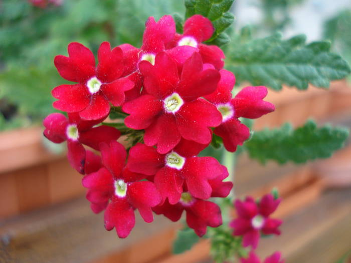 Red Verbena (2009, June 13) - VERBENA