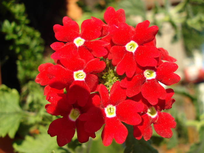 Red Verbena (2009, June 13); 2009.
