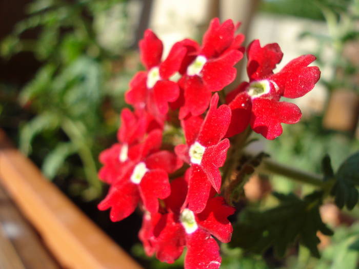 Red Verbena (2009, June 13) - VERBENA