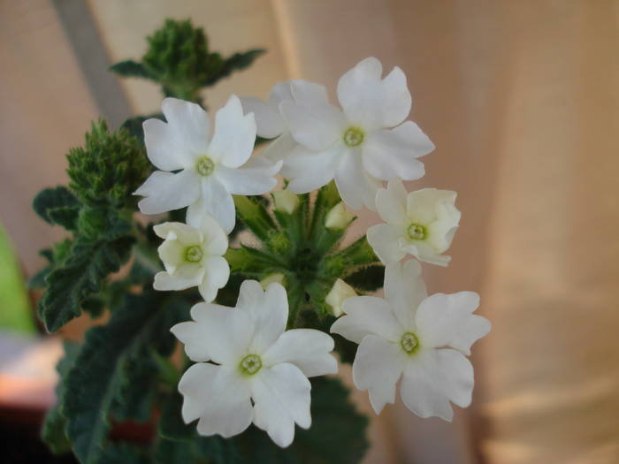 White Verbena (2009, June 18) - VERBENA