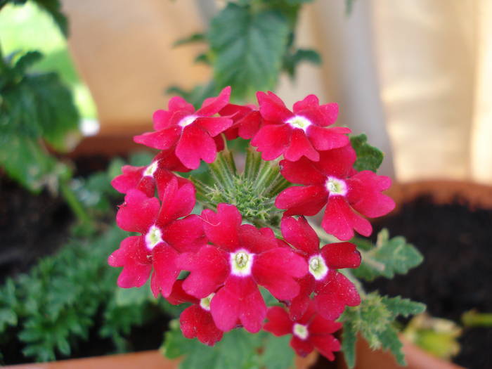 Red Verbena (2009, June 18) - VERBENA