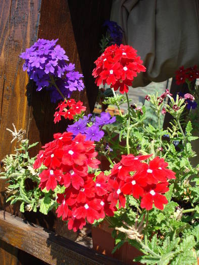 Red & Purple Verbenas (2009, July 28) - VERBENA