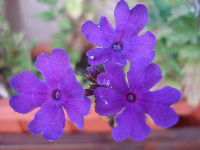 Purple Verbena (2009, July 16); 2009.
