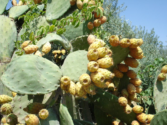 Opuntia ficus-indica (2007, August) - Verde in desert