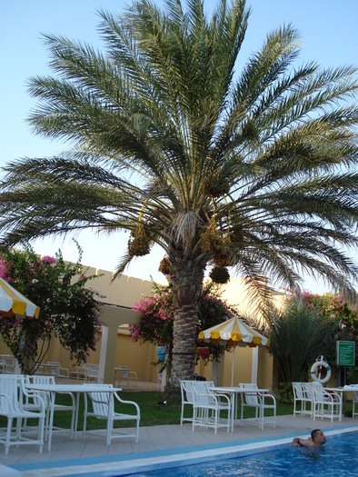 Date Palm_Curmal (2007, August) - Verde in desert